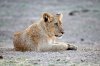 Lion Lioncubs :: Löwe