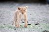 Lion Lioncubs :: Lwe