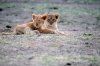 Lion Lioncubs :: Lwe