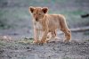 Lion Lioncubs :: Lwe