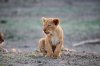 Lion Lioncubs :: Lwe