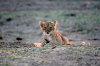 Lion Lioncubs :: Lwe