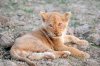 Lion Lioncubs :: Lwe