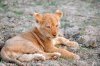 Lion Lioncubs :: Löwe