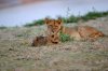 Lion Lioncubs :: Lwe