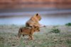 Lion Lioncubs :: Lwe