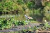 White-crowned Plover or Lapwing :: Langspornkiebitz