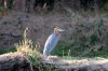 Goliath Heron :: Goliathreiher