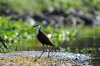 African Jacana :: Blaustirn-Blatthhnchen