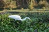 Great Egret :: Silberreiher