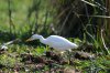 Yellow-billed Egret :: Edelreiher