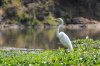 Great Egret :: Silberreiher