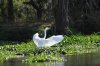 Great Egret :: Silberreiher