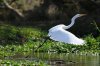 Great Egret :: Silberreiher