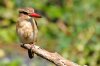 Brown-hooded Kingfisher :: Braunkopfliest