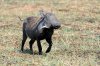 Warthog :: Warzenschwein