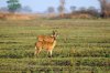 Puku - Kafue National Park