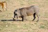 Warthog :: Warzenschwein