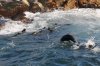 Seal :: Südafrikanische Pelzrobbe