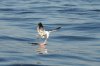 Cape Gull :: Kap-Möwe