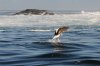 Cape Gull :: Kap-Möwe