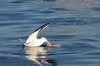 Cape Gull :: Kap-Möve