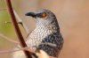 Southern White-rumped or Hartlaubs Babbler :: Weissburzeldrossling