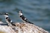 Pied Kingfisher :: Graufischer