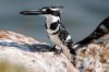 Pied Kingfisher :: Graufischer