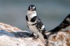 Pied Kingfisher :: Graufischer