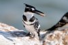 Pied Kingfisher :: Graufischer