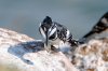 Pied Kingfisher :: Graufischer