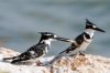 Pied Kingfisher :: Graufischer