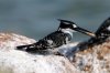 Pied Kingfisher :: Graufischer