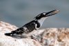 Pied Kingfisher :: Graufischer