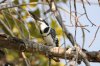 Pied Kingfisher :: Graufischer