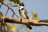 Pied Kingfisher :: Graufischer