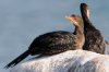 Reed Cormorant :: Riedscharbe