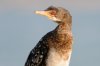 Reed Cormorant :: Riedscharbe