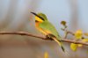 Little Bee-eater :: Zwergbienenfresser