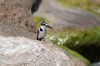 Pied Kingfisher :: Graufischer