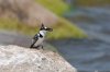 Pied Kingfisher :: Graufischer