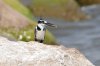 Pied Kingfisher :: Graufischer