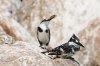 Pied Kingfisher :: Graufischer