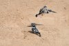 Pied Kingfisher :: Graufischer