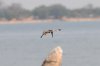 Pied Kingfisher :: Graufischer