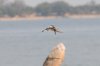 Pied Kingfisher :: Graufischer