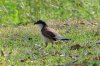 Senegal Coucal :: Senegal Spornkuckuck