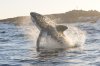 Great white shark :: Weier Hai