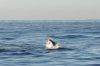 Great white shark :: Weißer Hai